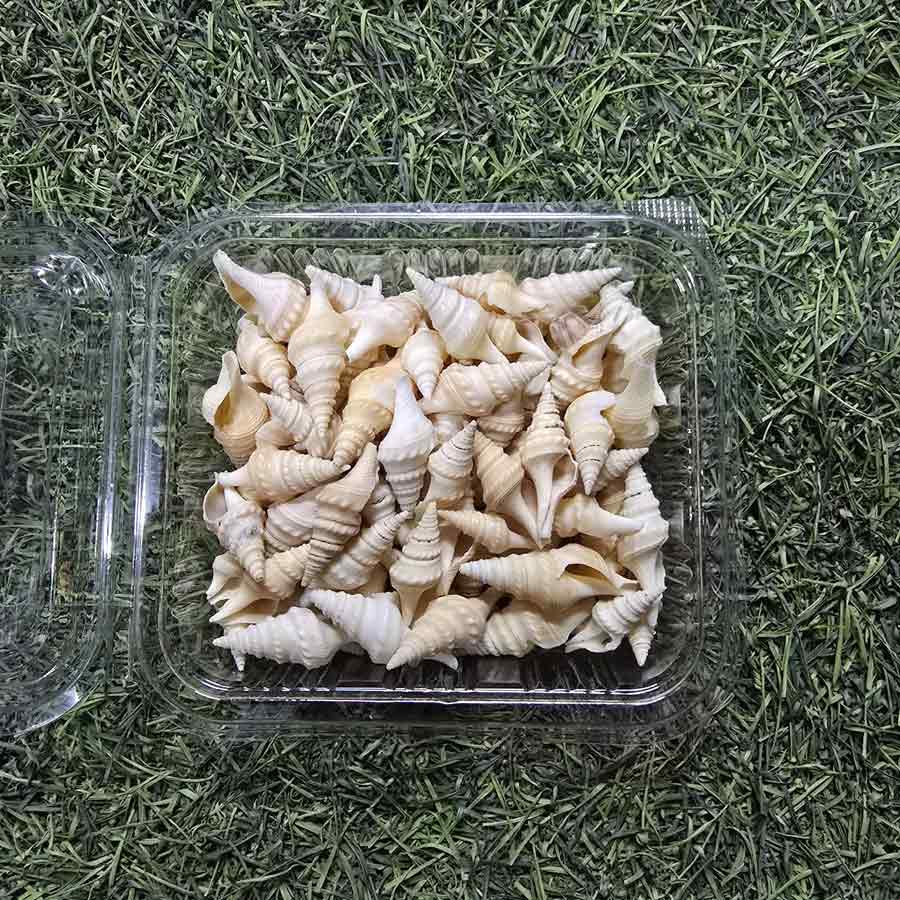 Sea Shells for Resin Art (19)