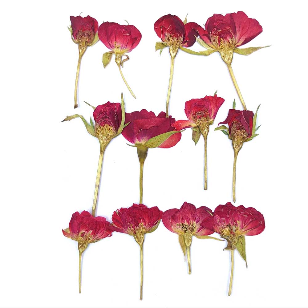 12 in 1 Red Rose Pressed Dry Flower